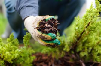 Het belang van mulch voor een bloeiende tuin begrijpen